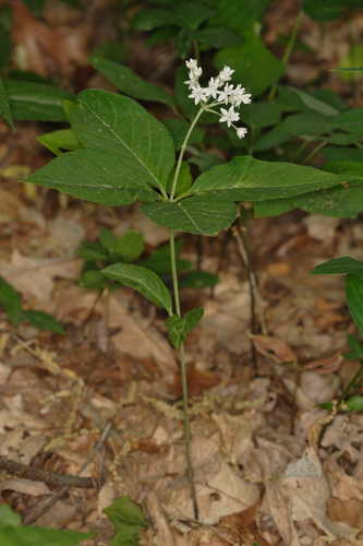 Asclepias quadrifolia